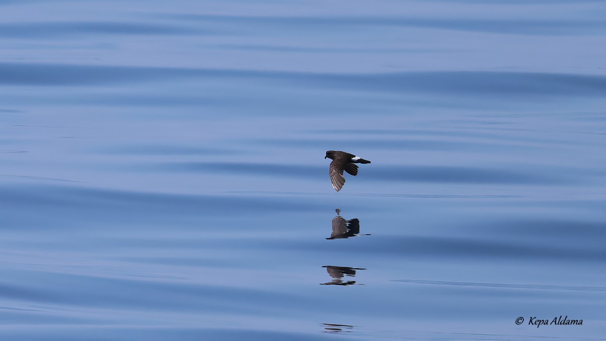 European Storm-Petrel - ML641245226