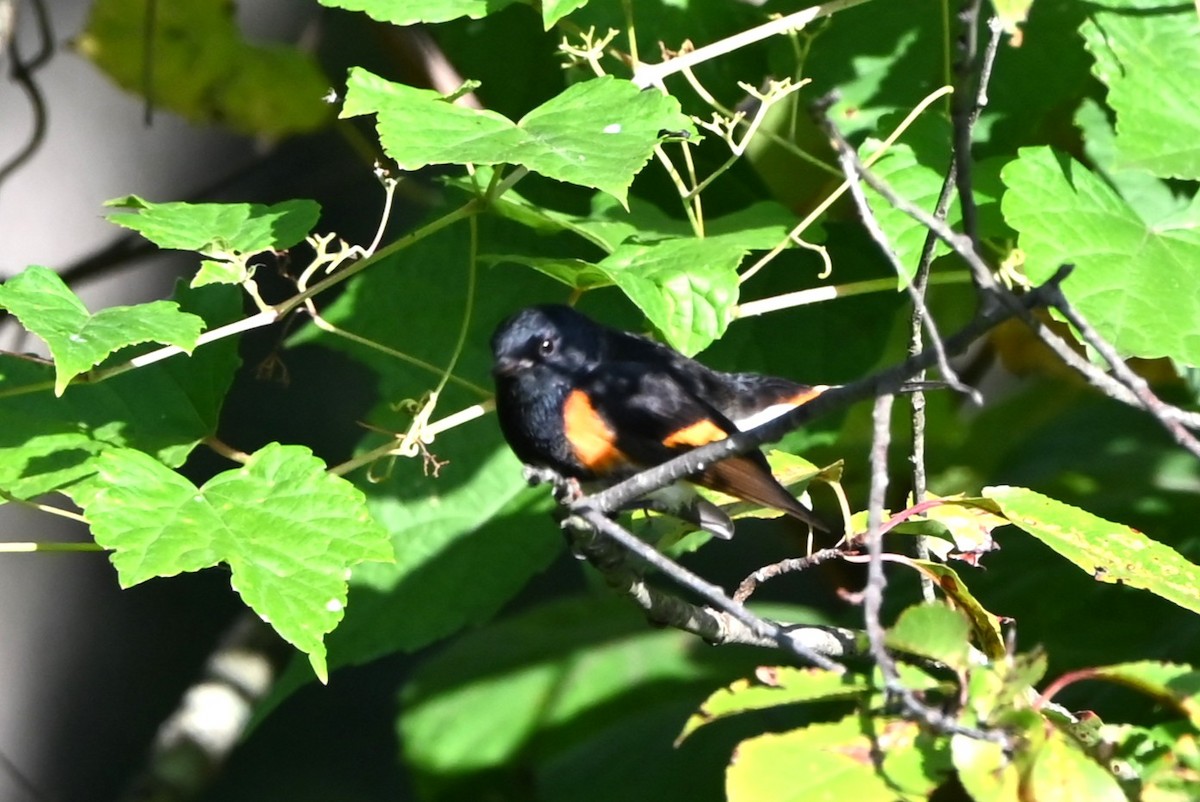 American Redstart - ML641245260