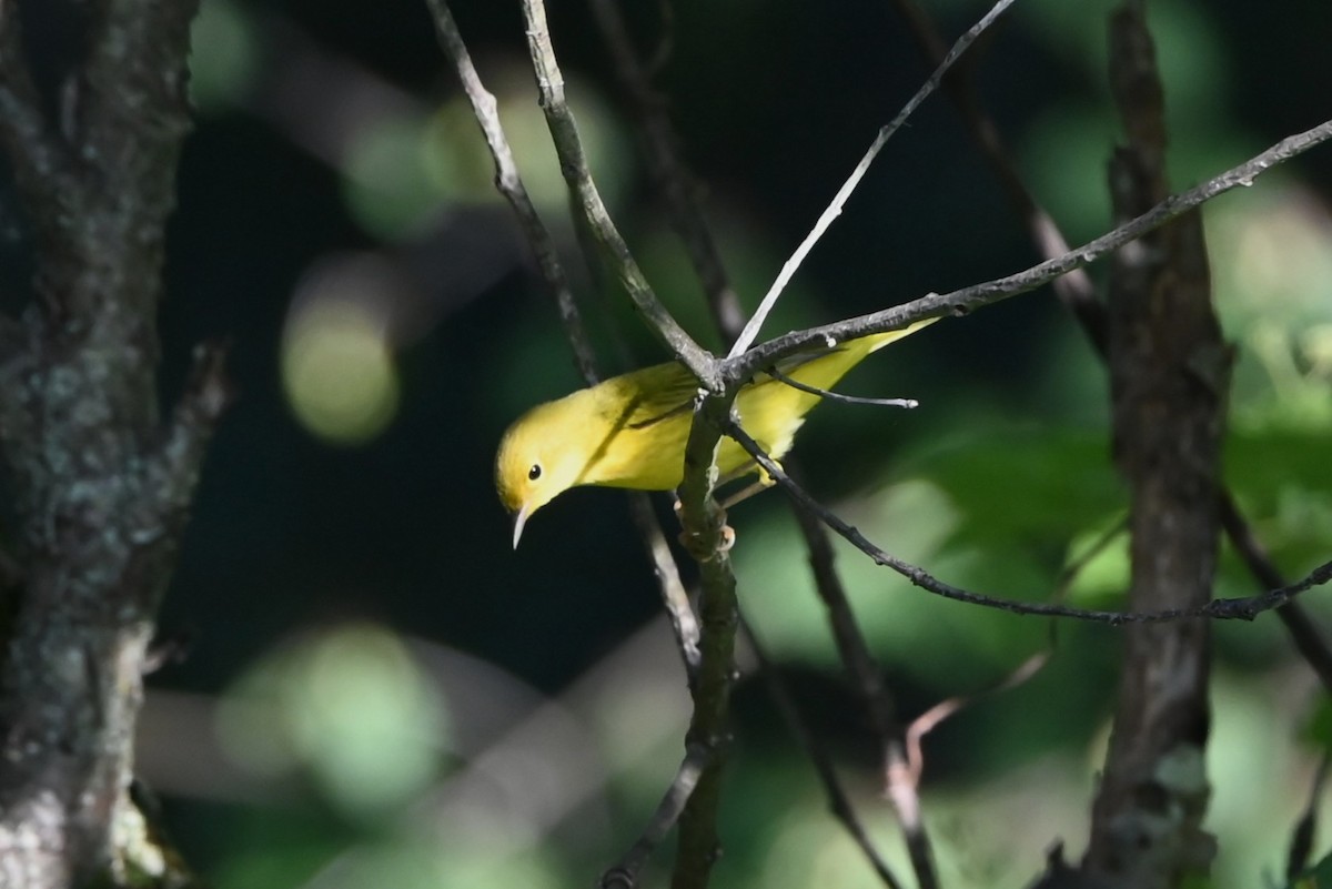 Yellow Warbler (Northern) - ML641245262