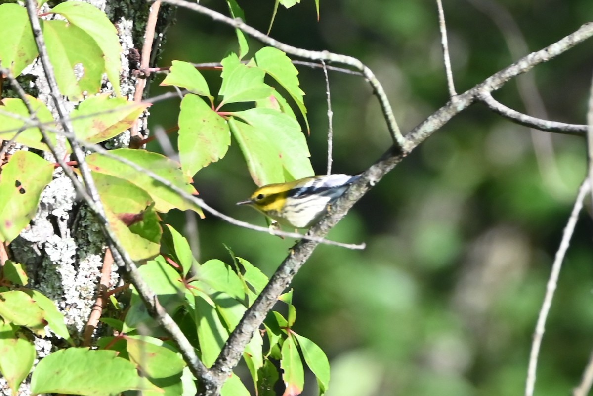 Black-throated Green Warbler - ML641245270