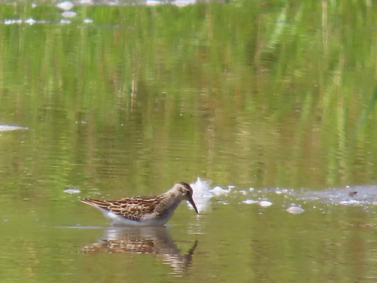 Least Sandpiper - ML641245282