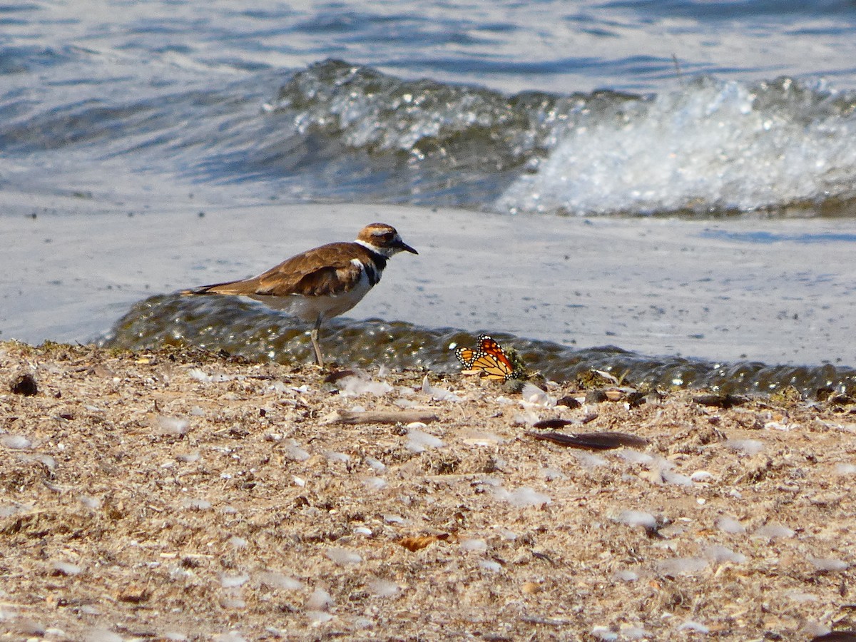 Killdeer - ML641245318