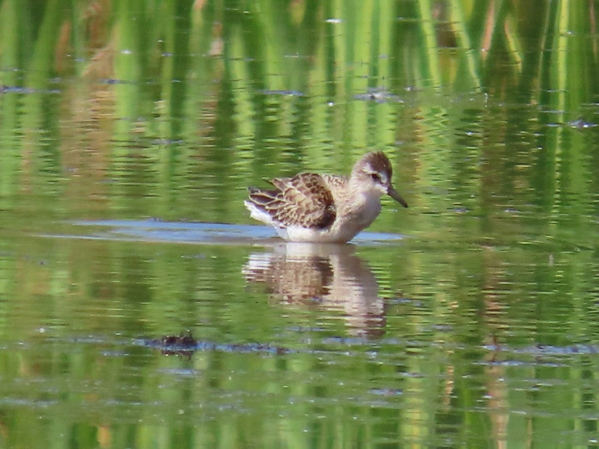 Semipalmated Sandpiper - ML641245325
