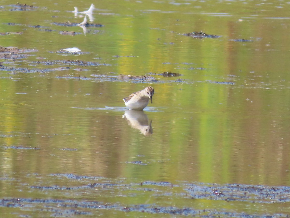 Semipalmated Sandpiper - ML641245328