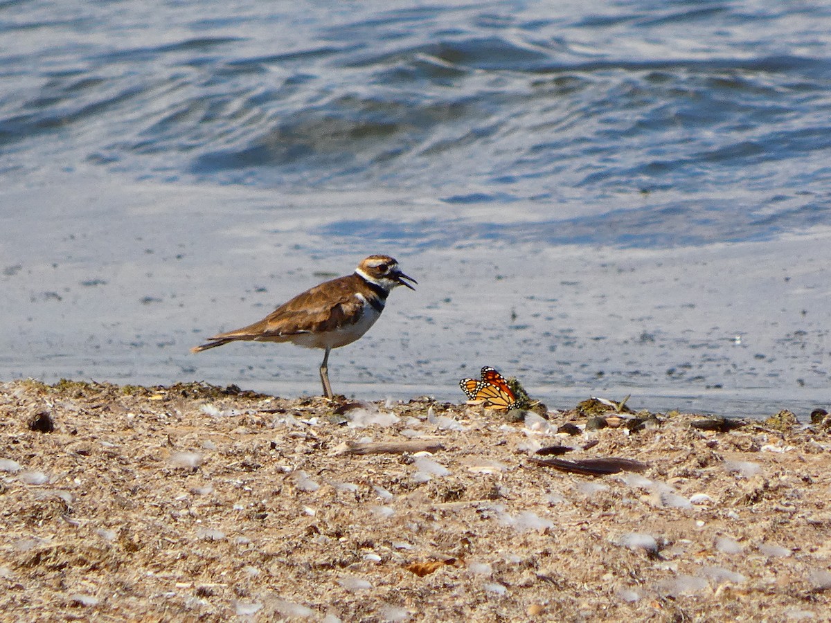Killdeer - ML641245331