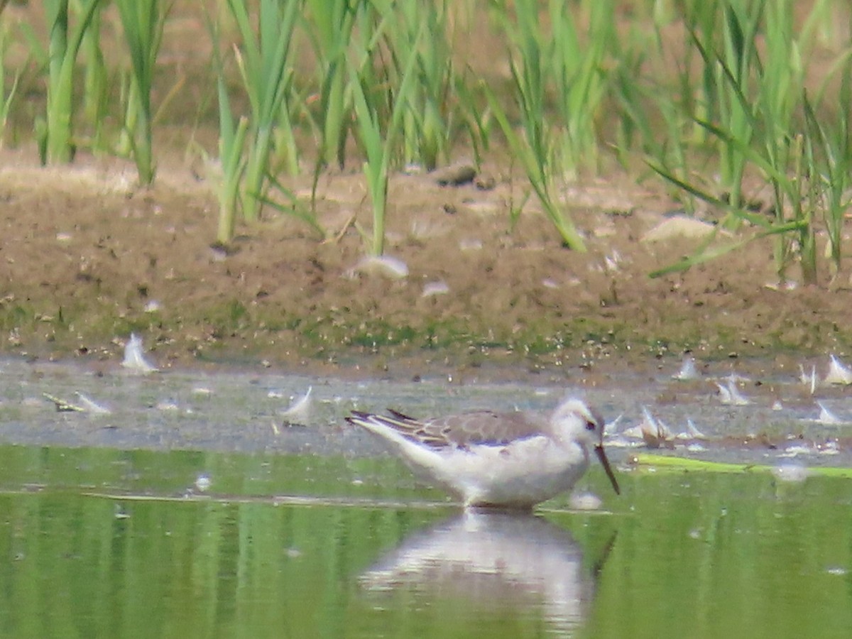 Wilson's Phalarope - ML641245339