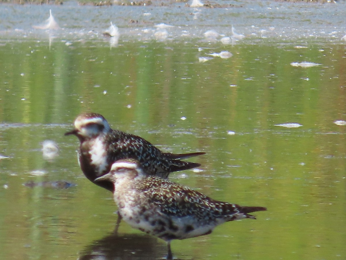 American Golden-Plover - ML641245355
