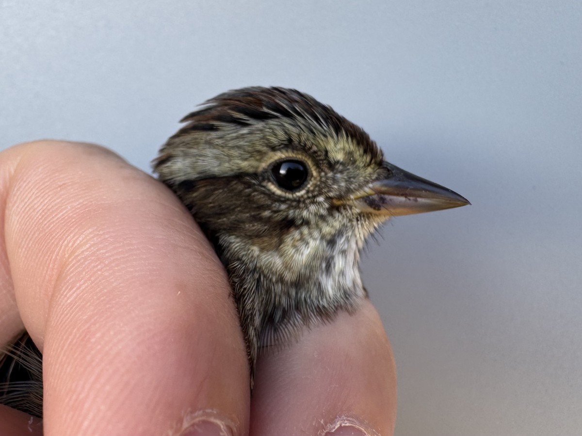 Swamp Sparrow - ML641245367