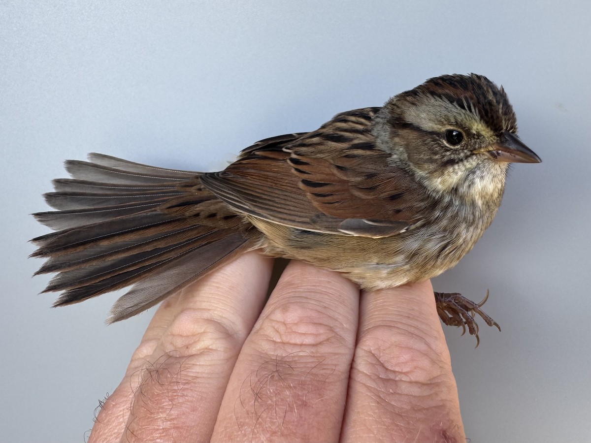 Swamp Sparrow - ML641245368