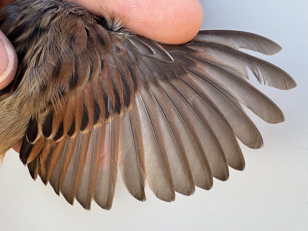 Swamp Sparrow - ML641245369