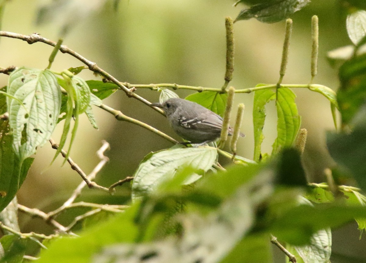 Gray Antwren - ML641245385
