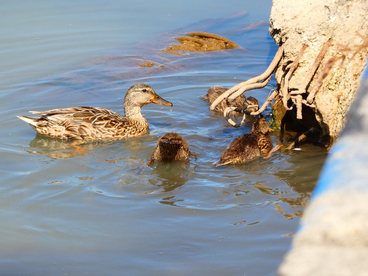 Mallard - ML641245418