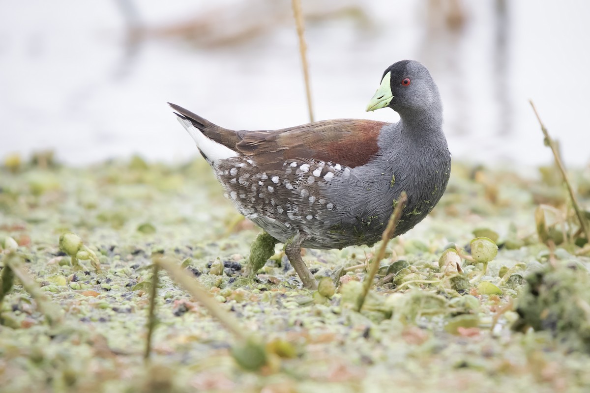 Spot-flanked Gallinule - ML641245428