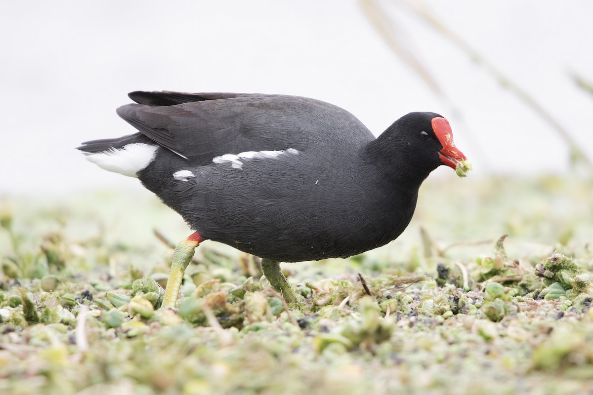 slípka americká - ML641245431