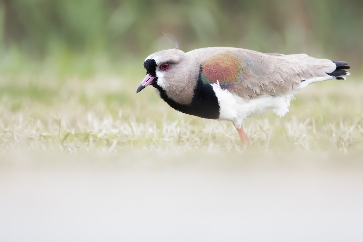 čejka jihoamerická - ML641245434