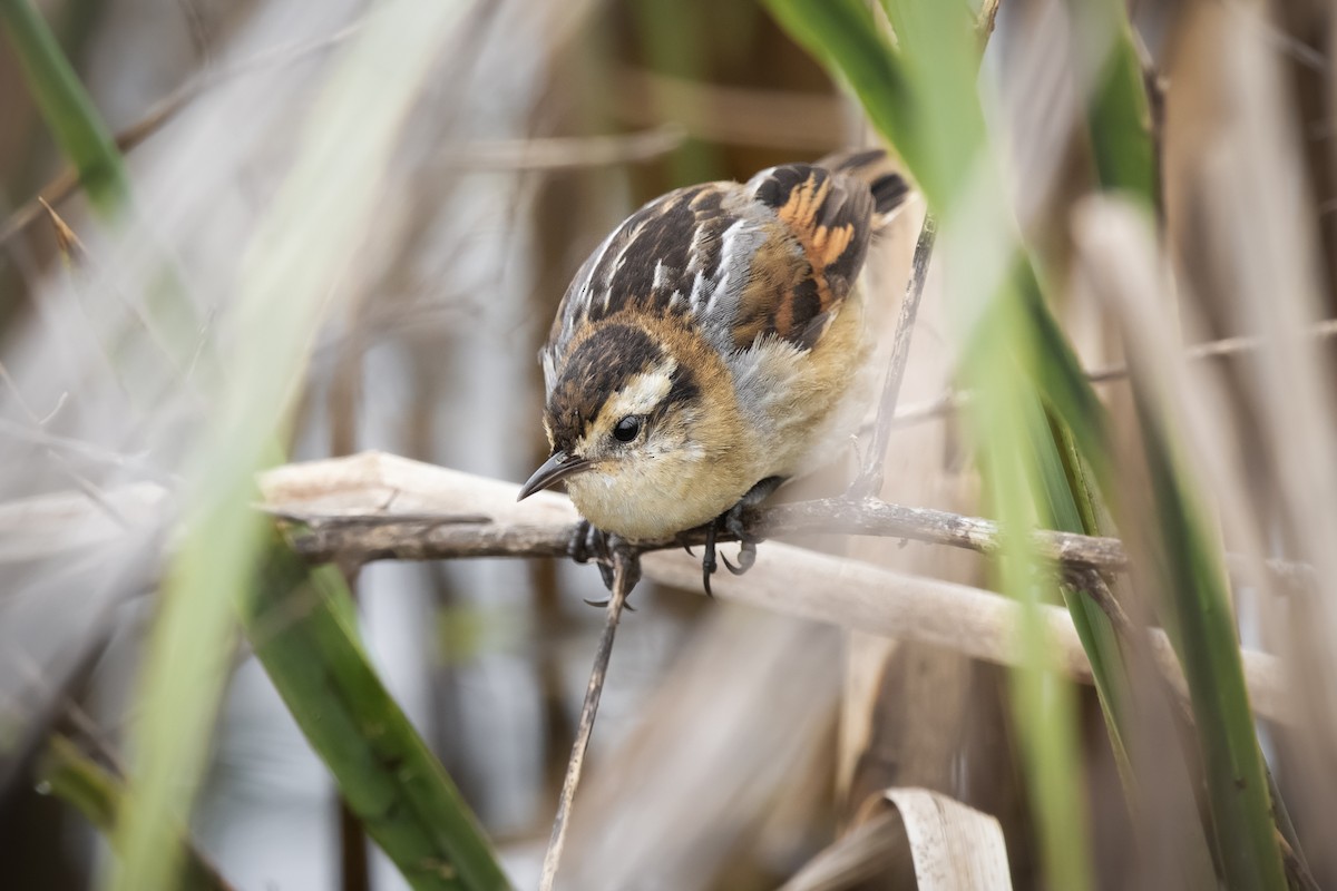 Wren-like Rushbird - ML641245454