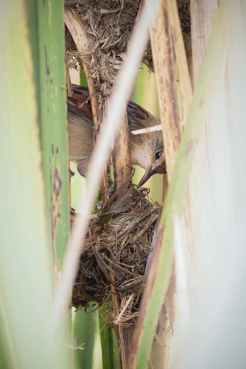 Wren-like Rushbird - ML641245456