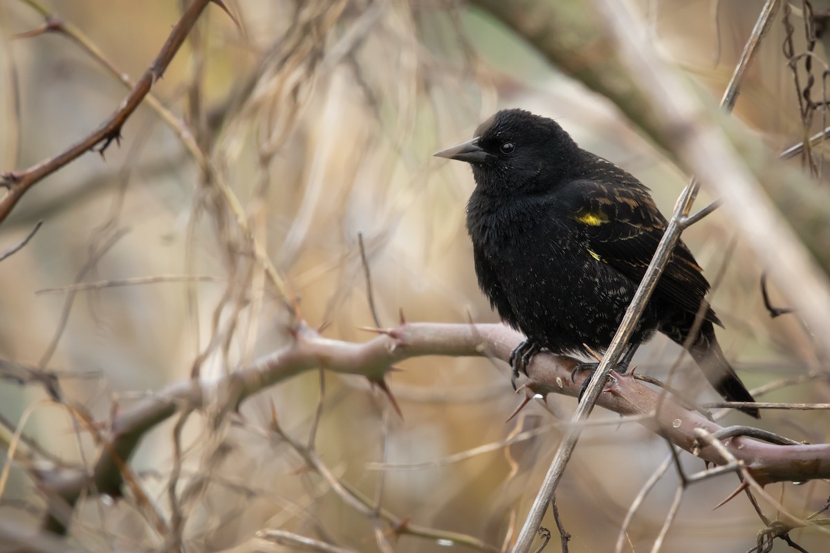 Yellow-winged Blackbird - ML641245467