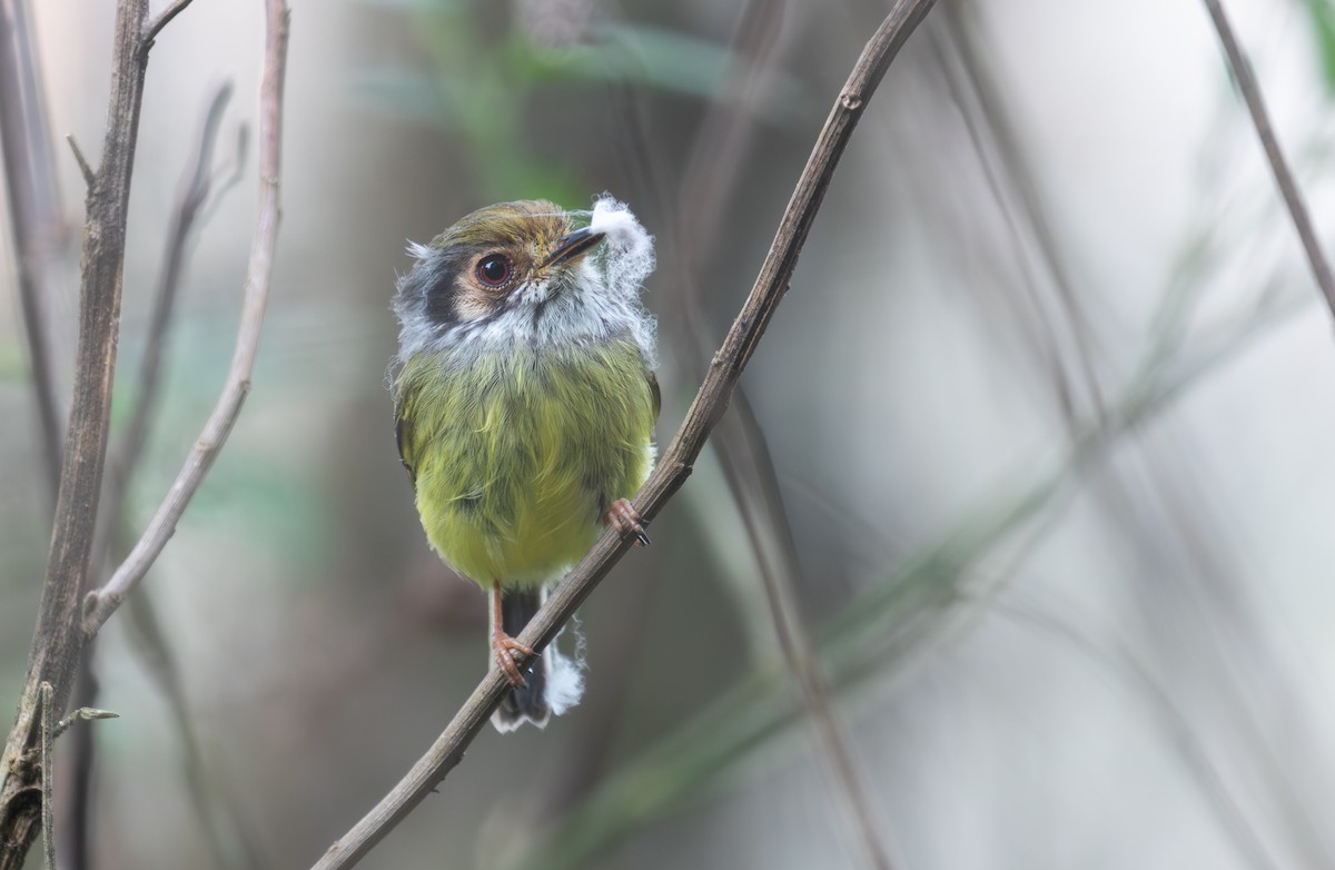 Eared Pygmy-Tyrant - ML641245488