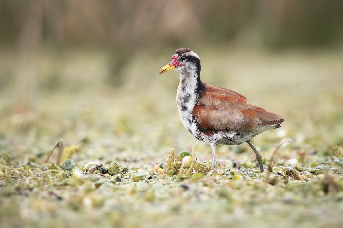 ostnák jihoamerický - ML641245495