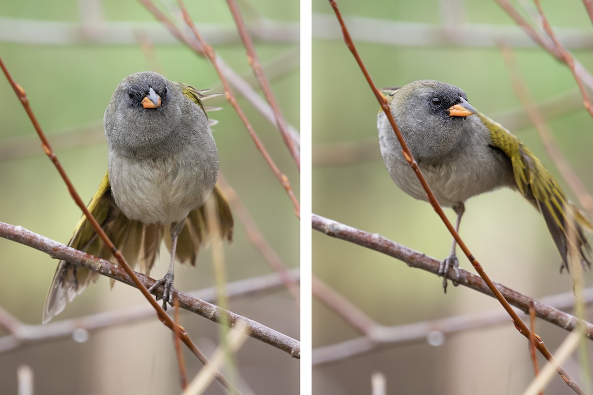 Great Pampa-Finch - ML641245521