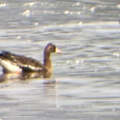 Greater White-fronted Goose - ML641245615