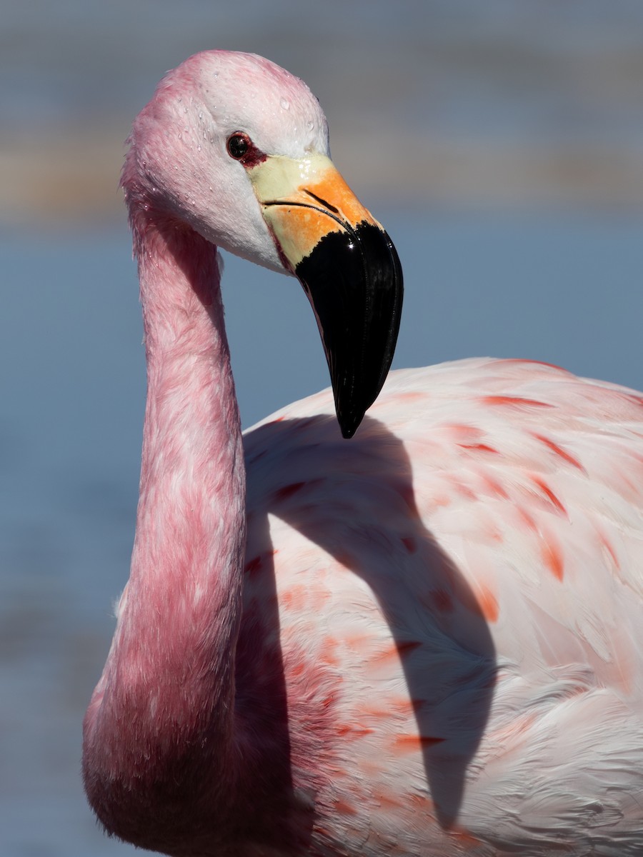 Flamant des Andes - ML641245626