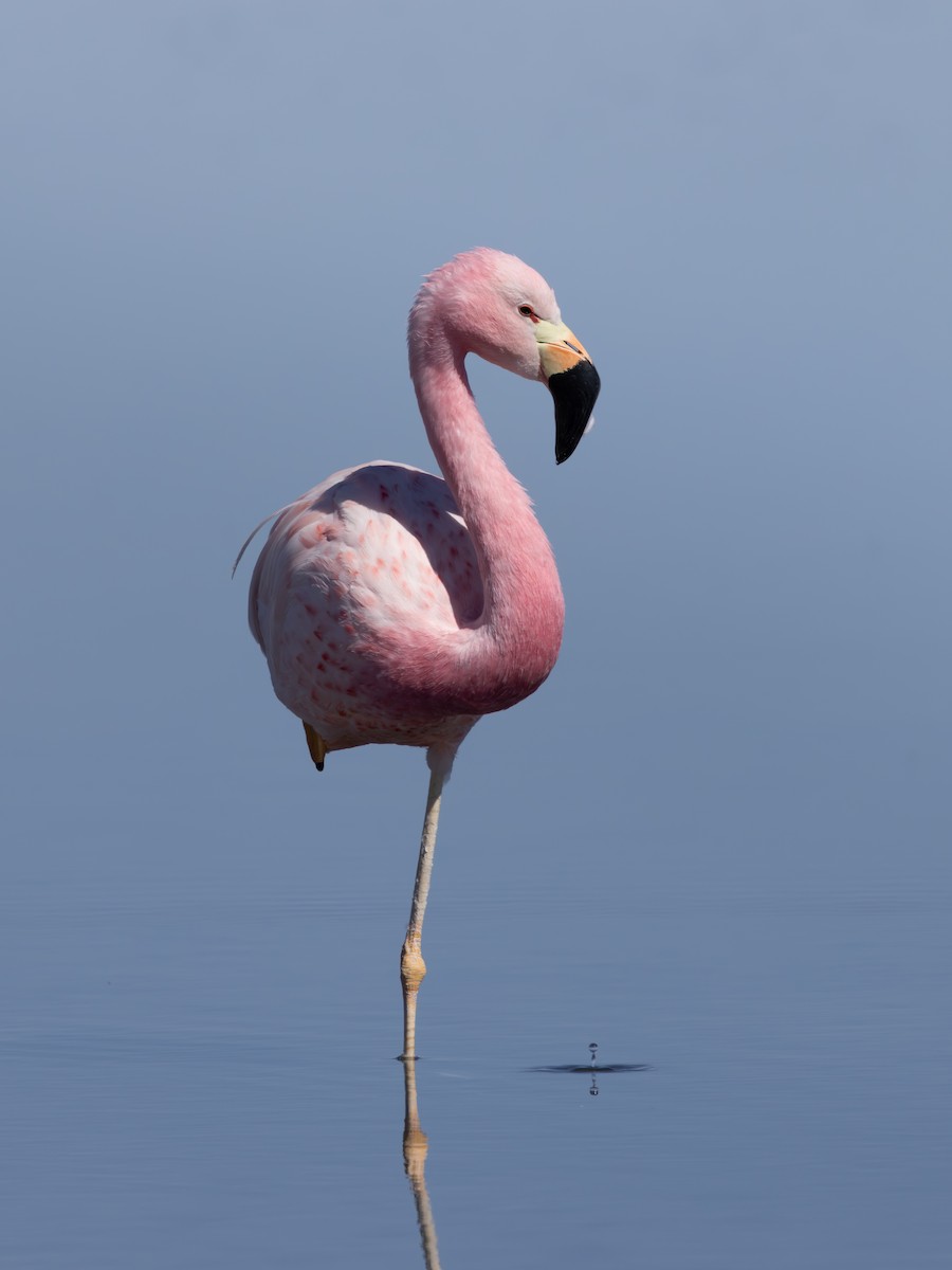 Flamant des Andes - ML641245627