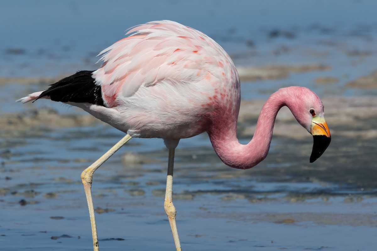 Flamant des Andes - ML641245628
