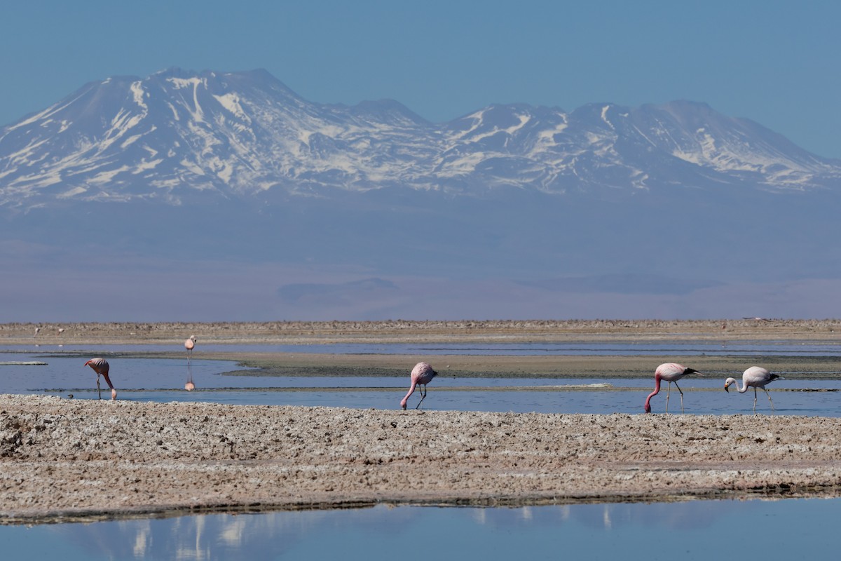 Flamant des Andes - ML641245629