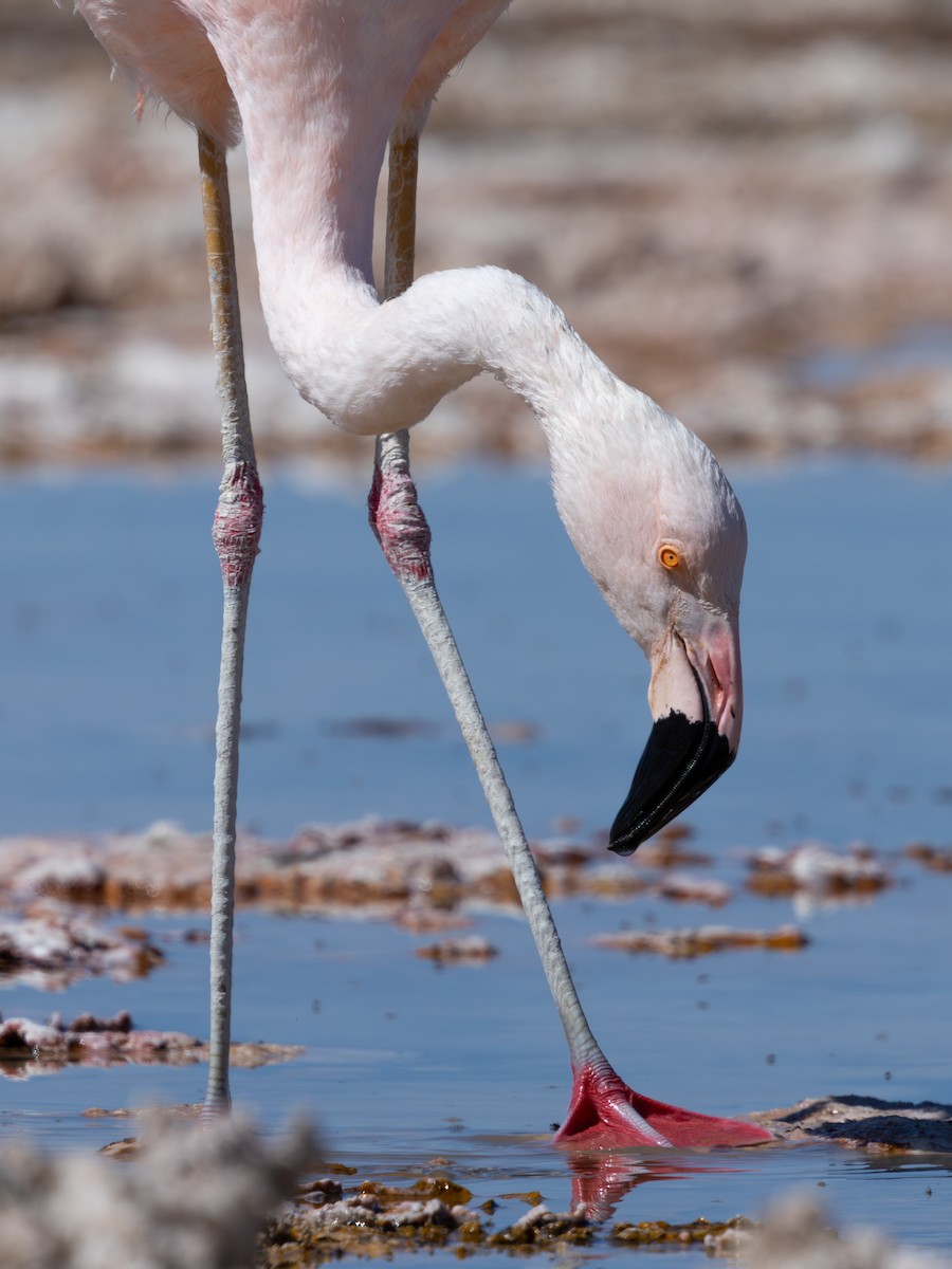 Flamant du Chili - ML641245641
