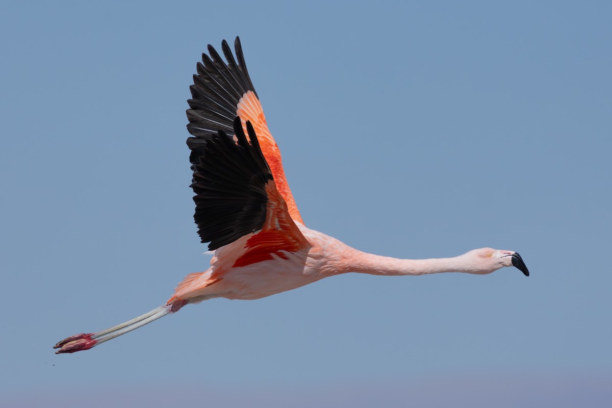 Flamant du Chili - ML641245642