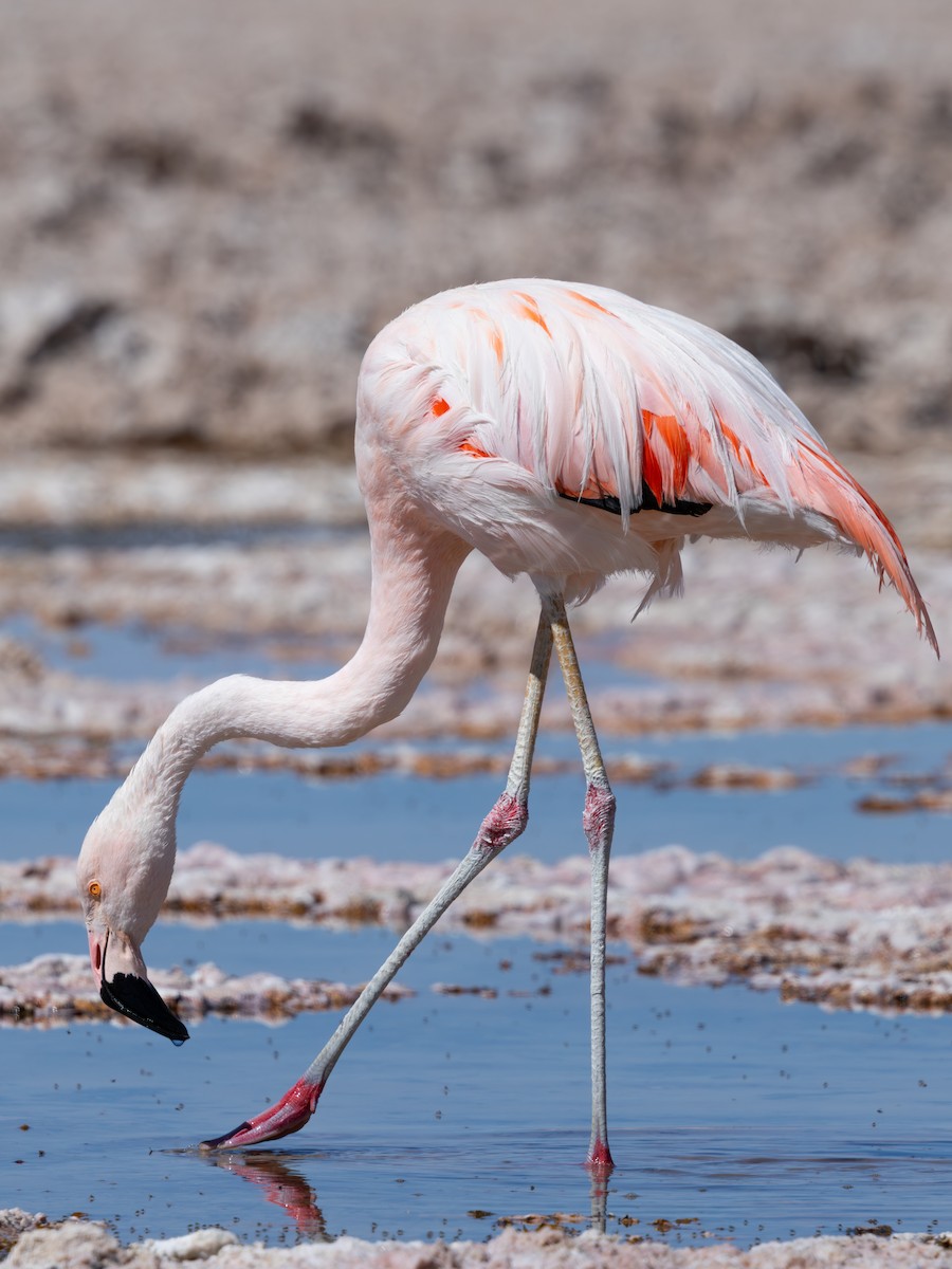 Flamant du Chili - ML641245643