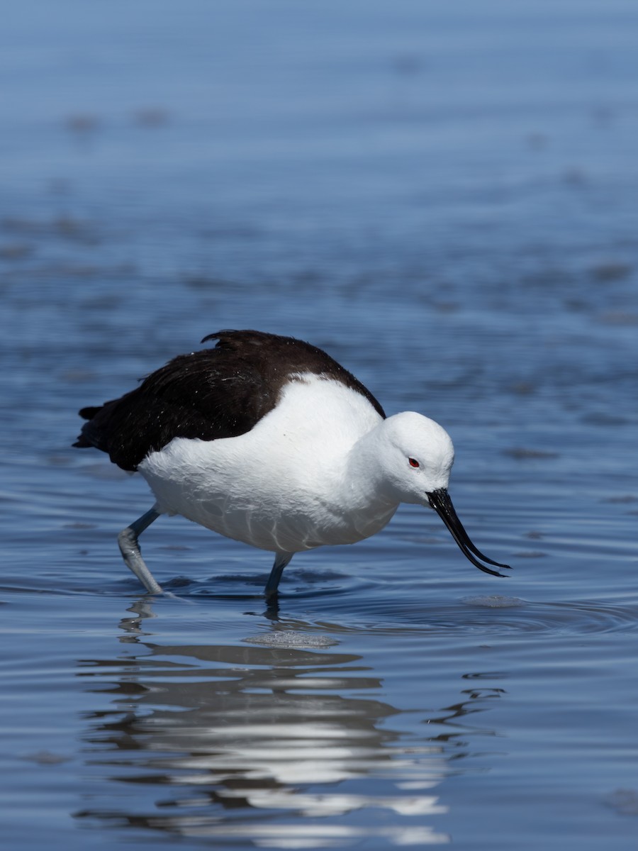 Avocette des Andes - ML641245656