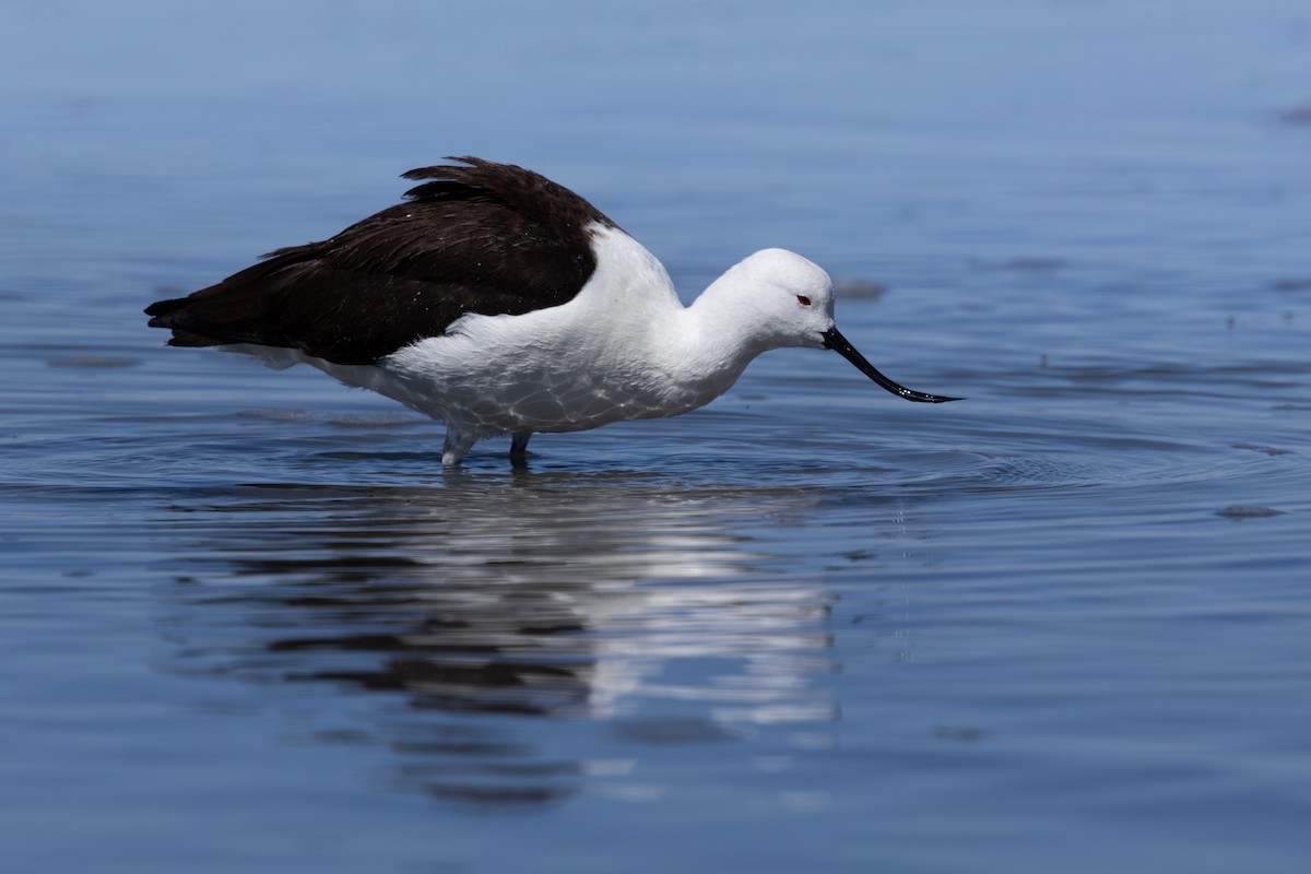 Avocette des Andes - ML641245657