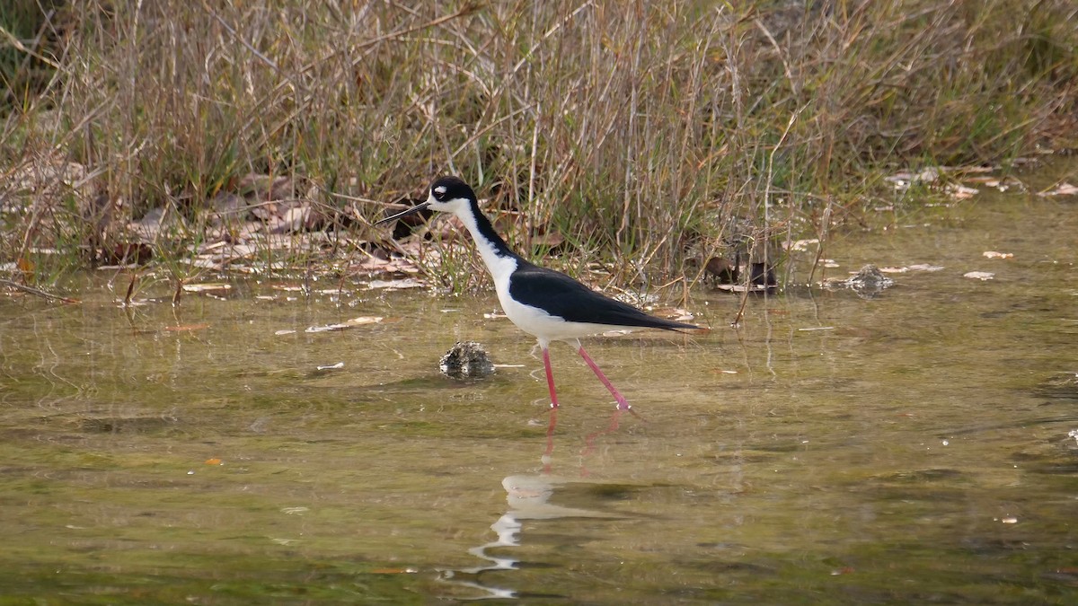 Black-necked Stilt - ML641245727