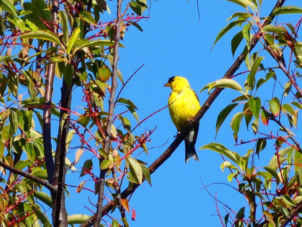 American Goldfinch - ML641245754