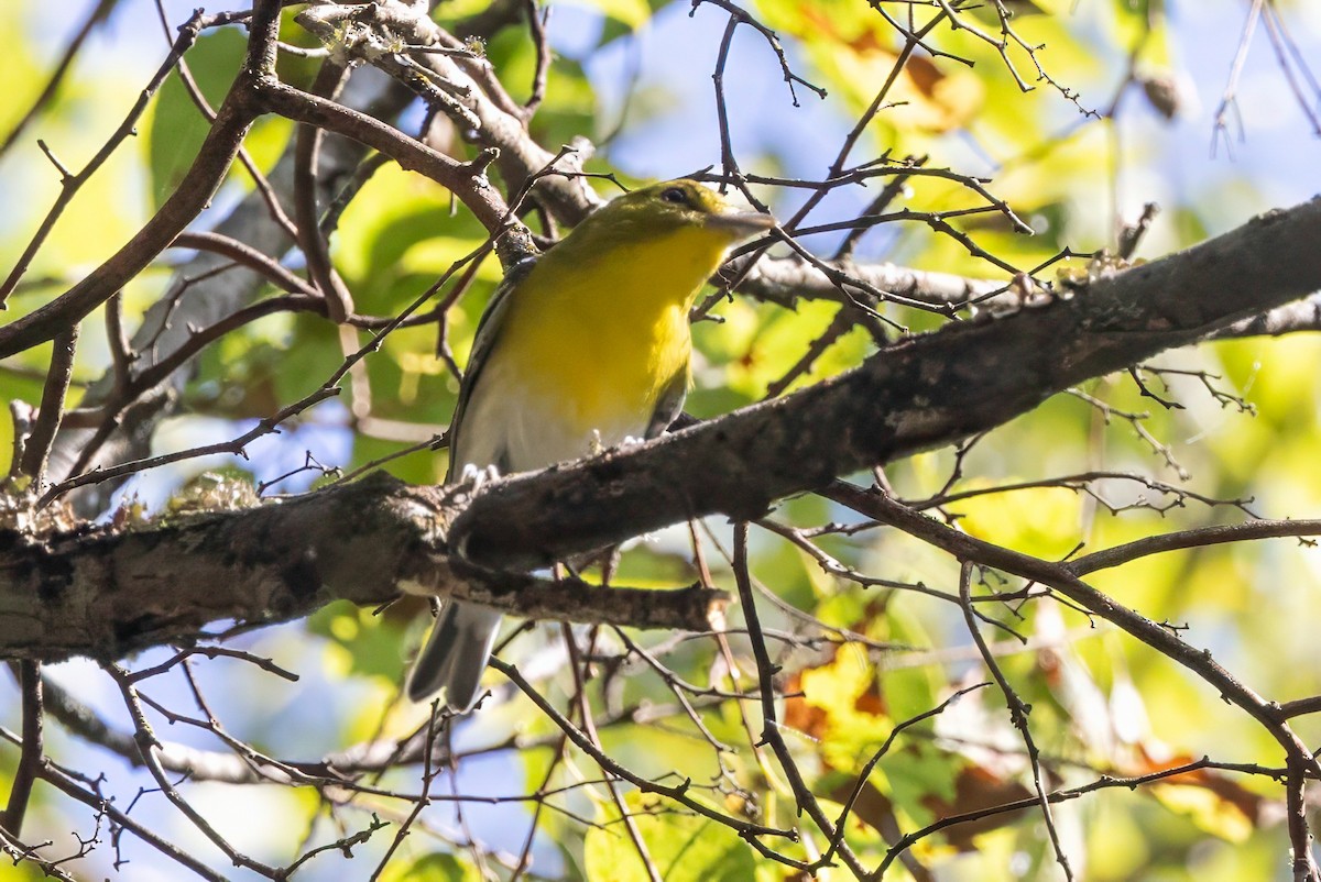 Yellow-throated Vireo - ML641245773