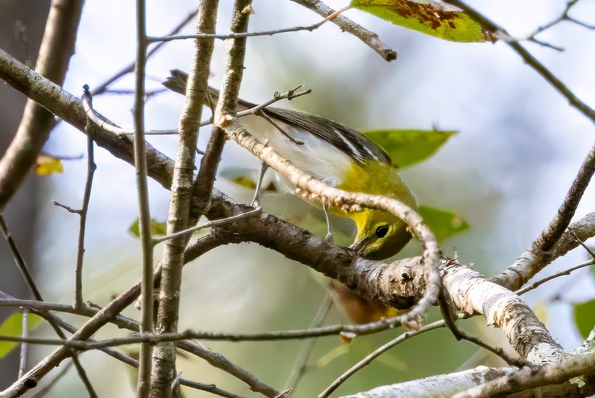 Yellow-throated Vireo - ML641245786