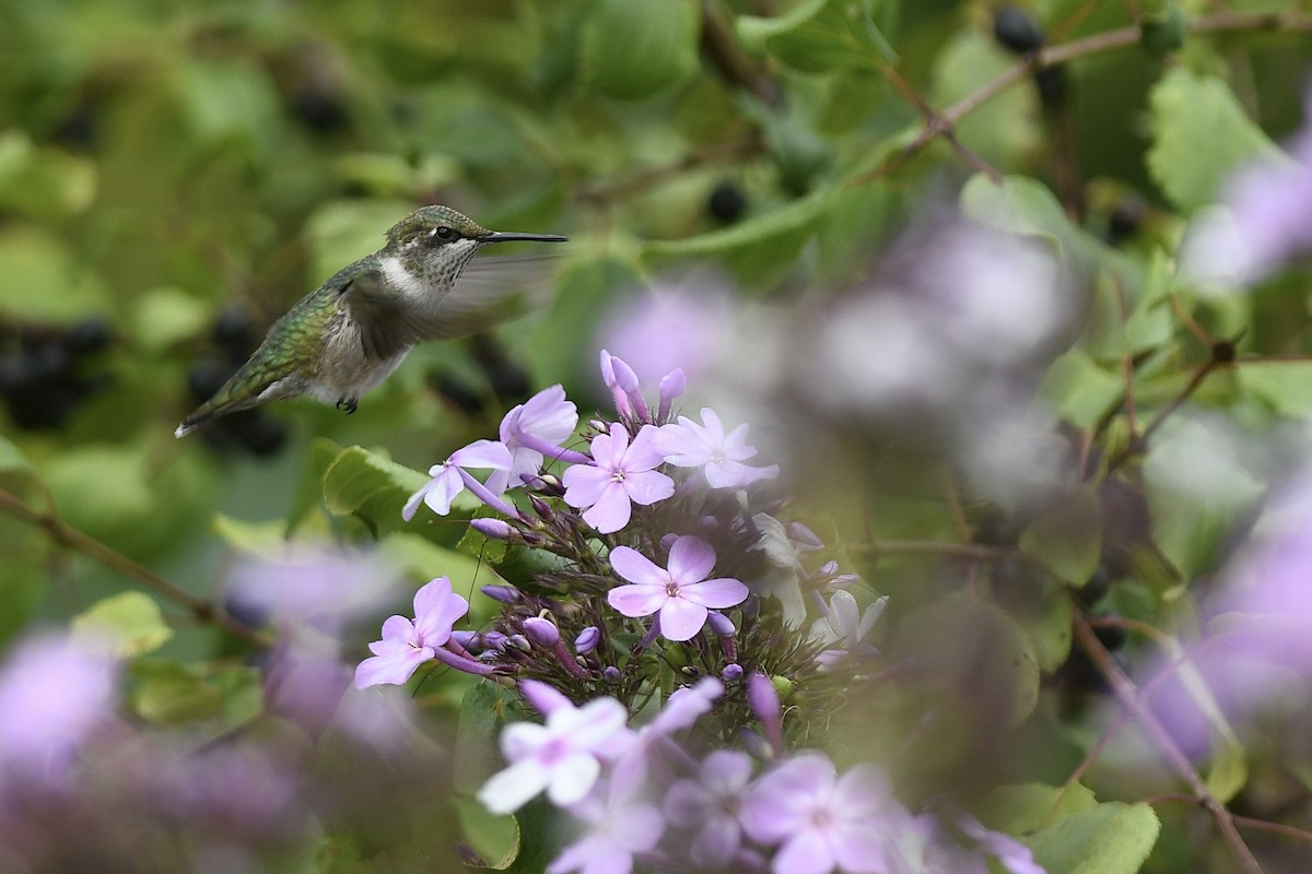 Ruby-throated Hummingbird - ML641245820