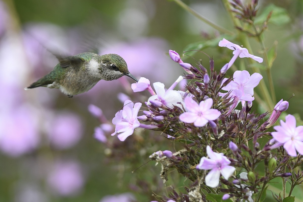 Ruby-throated Hummingbird - ML641245821
