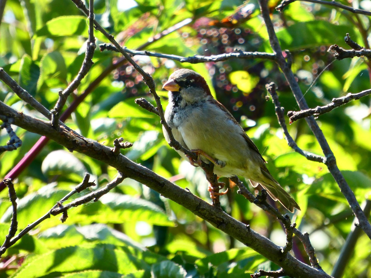 House Sparrow - ML641245832