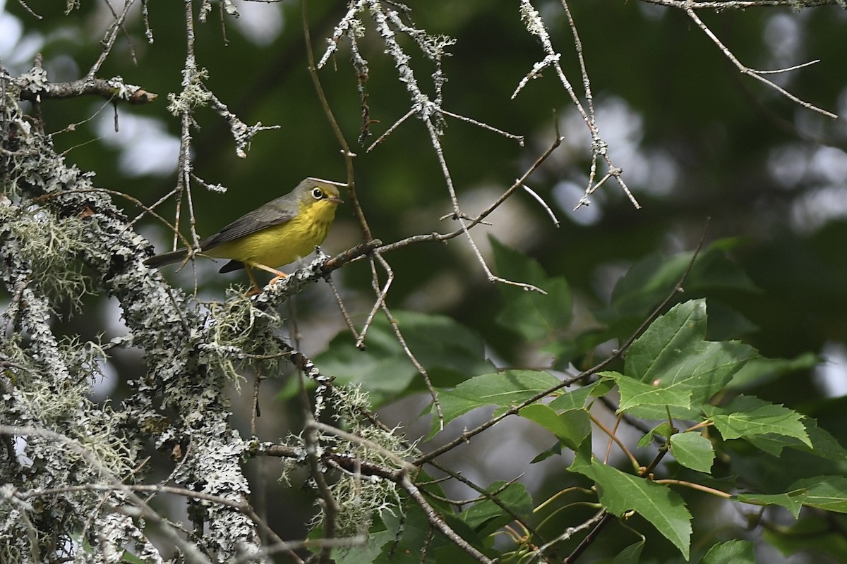 Canada Warbler - ML641245835