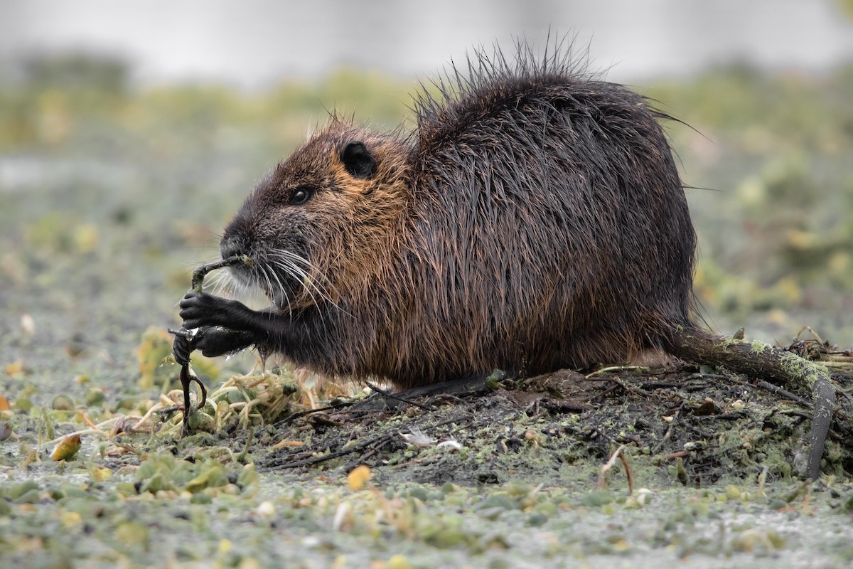 Coypu - ML641245849