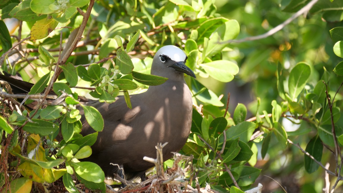 Brown Noddy - ML641245850