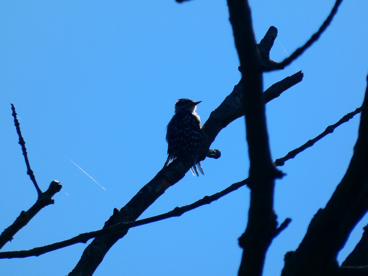 Downy Woodpecker - ML641245852