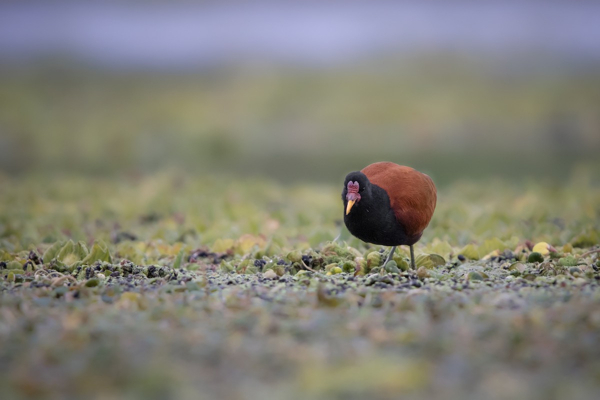 ostnák jihoamerický - ML641245857