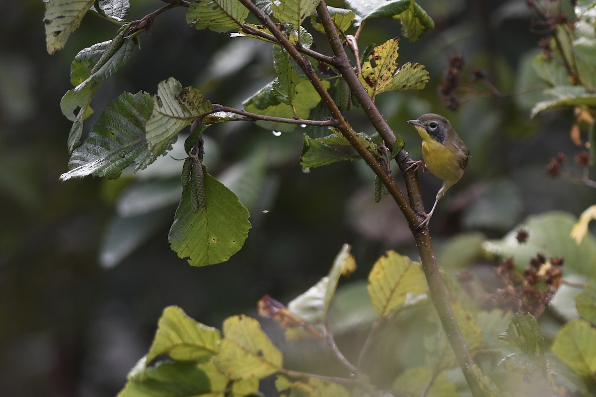 Common Yellowthroat - ML641245858