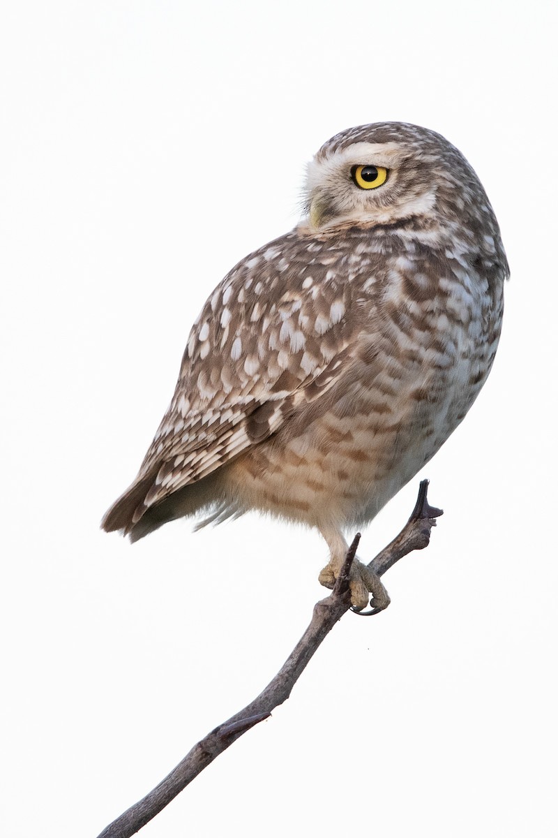 sýček králičí - ML641245867