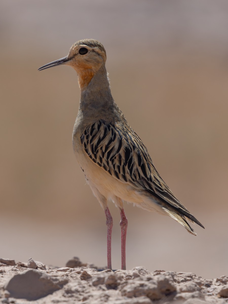 Tawny-throated Dotterel - ML641245868